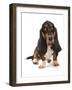 Domestic Dog, Basset Hound, adult, sitting-Chris Brignell-Framed Photographic Print