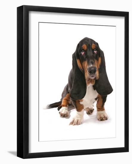 Domestic Dog, Basset Hound, adult, sitting-Chris Brignell-Framed Photographic Print