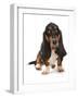 Domestic Dog, Basset Hound, adult, sitting-Chris Brignell-Framed Photographic Print