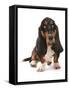 Domestic Dog, Basset Hound, adult, sitting-Chris Brignell-Framed Stretched Canvas