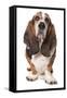 Domestic Dog, Basset Hound, adult, standing-Chris Brignell-Framed Stretched Canvas