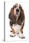 Domestic Dog, Basset Hound, adult, standing-Chris Brignell-Stretched Canvas