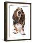 Domestic Dog, Basset Hound, adult, standing-Chris Brignell-Framed Photographic Print