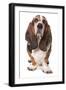 Domestic Dog, Basset Hound, adult, standing-Chris Brignell-Framed Photographic Print