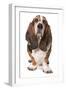 Domestic Dog, Basset Hound, adult, standing-Chris Brignell-Framed Photographic Print