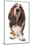 Domestic Dog, Basset Hound, adult, standing-Chris Brignell-Mounted Photographic Print