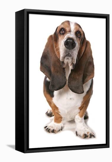 Domestic Dog, Basset Hound, adult, standing-Chris Brignell-Framed Stretched Canvas