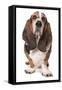 Domestic Dog, Basset Hound, adult, standing-Chris Brignell-Framed Stretched Canvas