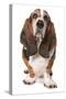 Domestic Dog, Basset Hound, adult, standing-Chris Brignell-Stretched Canvas