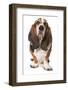 Domestic Dog, Basset Hound, adult, standing-Chris Brignell-Framed Photographic Print