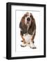 Domestic Dog, Basset Hound, adult, standing-Chris Brignell-Framed Photographic Print