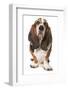 Domestic Dog, Basset Hound, adult, standing-Chris Brignell-Framed Photographic Print