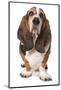 Domestic Dog, Basset Hound, adult, standing-Chris Brignell-Mounted Photographic Print