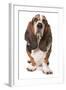 Domestic Dog, Basset Hound, adult, standing-Chris Brignell-Framed Photographic Print