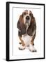 Domestic Dog, Basset Hound, adult, standing-Chris Brignell-Framed Photographic Print