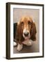 Domestic Dog, Basset Hound, puppy, close-up of head-Angela Hampton-Framed Photographic Print