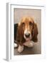 Domestic Dog, Basset Hound, puppy, close-up of head-Angela Hampton-Framed Photographic Print