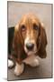 Domestic Dog, Basset Hound, puppy, close-up of head-Angela Hampton-Mounted Photographic Print