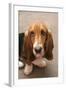 Domestic Dog, Basset Hound, puppy, close-up of head-Angela Hampton-Framed Photographic Print