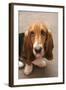 Domestic Dog, Basset Hound, puppy, close-up of head-Angela Hampton-Framed Photographic Print