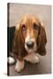 Domestic Dog, Basset Hound, puppy, close-up of head-Angela Hampton-Stretched Canvas