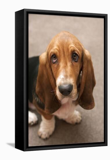 Domestic Dog, Basset Hound, puppy, close-up of head-Angela Hampton-Framed Stretched Canvas