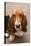 Domestic Dog, Basset Hound, puppy, close-up of head-Angela Hampton-Stretched Canvas