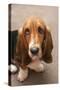 Domestic Dog, Basset Hound, puppy, close-up of head-Angela Hampton-Stretched Canvas