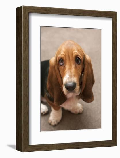 Domestic Dog, Basset Hound, puppy, close-up of head-Angela Hampton-Framed Photographic Print