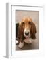 Domestic Dog, Basset Hound, puppy, close-up of head-Angela Hampton-Framed Photographic Print