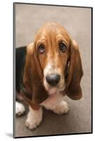 Domestic Dog, Basset Hound, puppy, close-up of head-Angela Hampton-Mounted Photographic Print