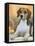 Domestic Dog, Beagle-Petra Wegner-Framed Stretched Canvas