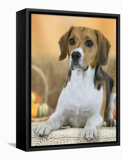 Domestic Dog, Beagle-Petra Wegner-Framed Stretched Canvas