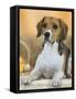 Domestic Dog, Beagle-Petra Wegner-Framed Stretched Canvas