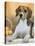 Domestic Dog, Beagle-Petra Wegner-Stretched Canvas