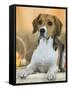 Domestic Dog, Beagle-Petra Wegner-Framed Stretched Canvas