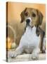 Domestic Dog, Beagle-Petra Wegner-Stretched Canvas