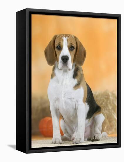 Domestic Dog, Beagle-Petra Wegner-Framed Stretched Canvas