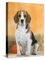 Domestic Dog, Beagle-Petra Wegner-Stretched Canvas