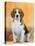 Domestic Dog, Beagle-Petra Wegner-Stretched Canvas