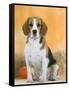 Domestic Dog, Beagle-Petra Wegner-Framed Stretched Canvas