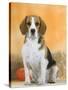 Domestic Dog, Beagle-Petra Wegner-Stretched Canvas