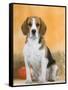 Domestic Dog, Beagle-Petra Wegner-Framed Stretched Canvas