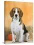 Domestic Dog, Beagle-Petra Wegner-Stretched Canvas