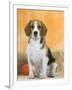 Domestic Dog, Beagle-Petra Wegner-Framed Premium Photographic Print