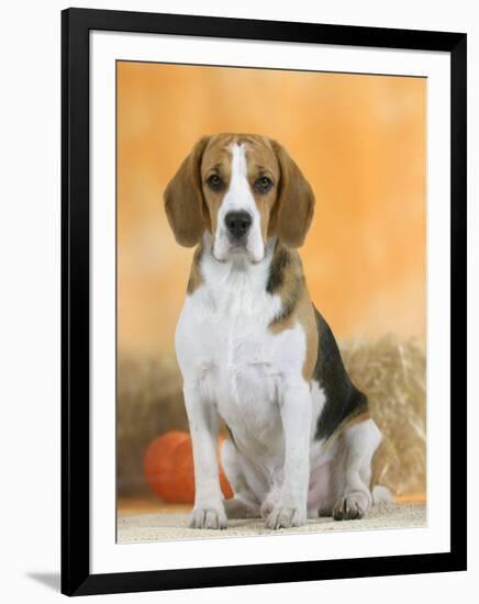 Domestic Dog, Beagle-Petra Wegner-Framed Premium Photographic Print