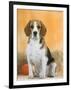 Domestic Dog, Beagle-Petra Wegner-Framed Premium Photographic Print