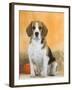 Domestic Dog, Beagle-Petra Wegner-Framed Photographic Print