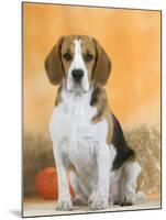 Domestic Dog, Beagle-Petra Wegner-Mounted Photographic Print