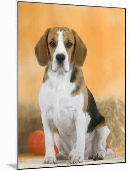 Domestic Dog, Beagle-Petra Wegner-Mounted Photographic Print